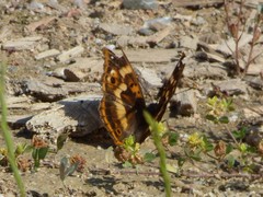 Apatura ilia clytie