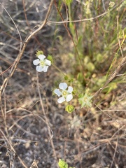 Horkelia truncata