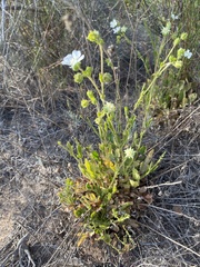 Horkelia truncata