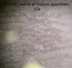 Coprinopsis clastophylla