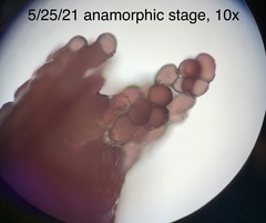 Coprinopsis clastophylla