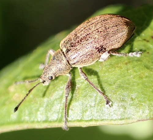 Common Leaf Weevil, Boxtel, Noord-Brabant, NL, photo 10 of 10