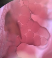 Coprinopsis clastophylla