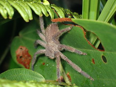 Heteropoda pingtungensis