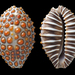 Jenner's Cowry - Photo (c) MOROROPHOTO, some rights reserved (CC BY-NC-ND)