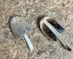 Coprinopsis clastophylla
