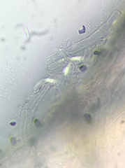 Coprinopsis clastophylla