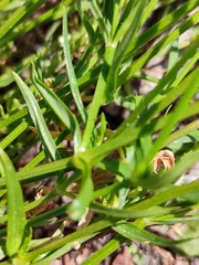 Stellaria graminea