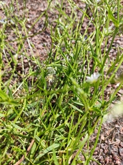Stellaria graminea
