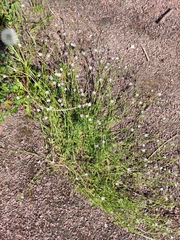 Stellaria graminea