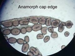 Coprinopsis clastophylla