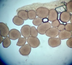 Coprinopsis clastophylla