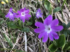 Primula clusiana