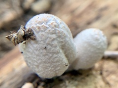 Coprinopsis clastophylla