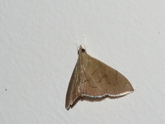 Hyalobathra crenulata