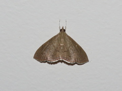 Hyalobathra crenulata