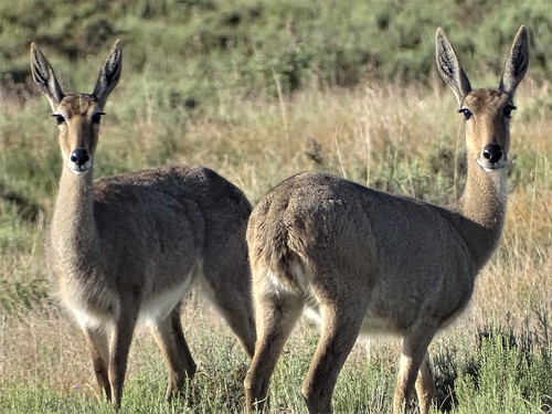 Rhebok (Pelea capreolus)