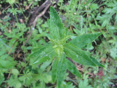 Hylotelephium viviparum