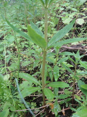 Hylotelephium viviparum