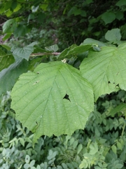 Corylus colchica