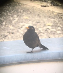 Turdus merula