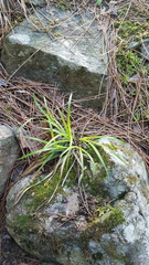 Carex backii