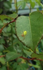 Araniella cucurbitina