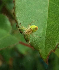 Araniella cucurbitina