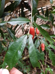 Atractocarpus chartaceus