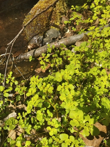 Chrysosplenium kamtschaticum iNat (3)