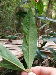 Atractocarpus chartaceus