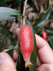 Atractocarpus chartaceus