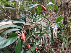 Atractocarpus chartaceus