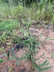 Crotalaria sagittalis