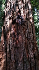 Eucalyptus microcorys