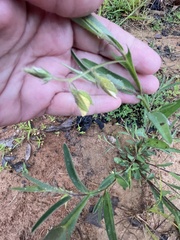 Crotalaria sagittalis