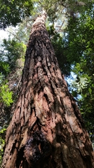 Eucalyptus microcorys