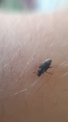 Brachyleptus