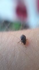 Brachyleptus