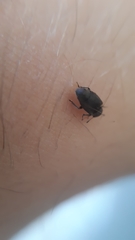 Brachyleptus