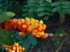 Moullava spicata