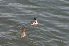 Mergus merganser