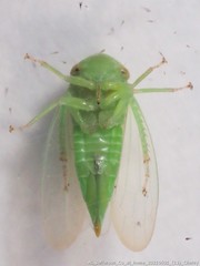 Macropsis decisa