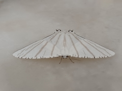 Urapteroides astheniata