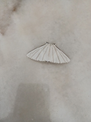 Urapteroides astheniata