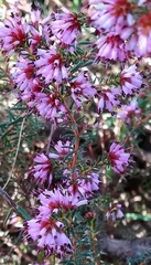 Erica labialis