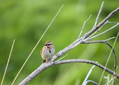 Melospiza melodia image