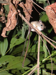 Oecomys bicolor