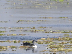 Sarkidiornis melanotos