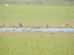 Anatidae